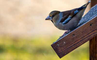 Kvalitets Redekasser I Træ: Mødestedet For Fugle Med Ekspertise